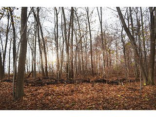 Property photo 10 - LAND AUCTION - 276.5+/- ACRES OFFERED IN 5 TRACTS IN EAST ALLEN COUNTY